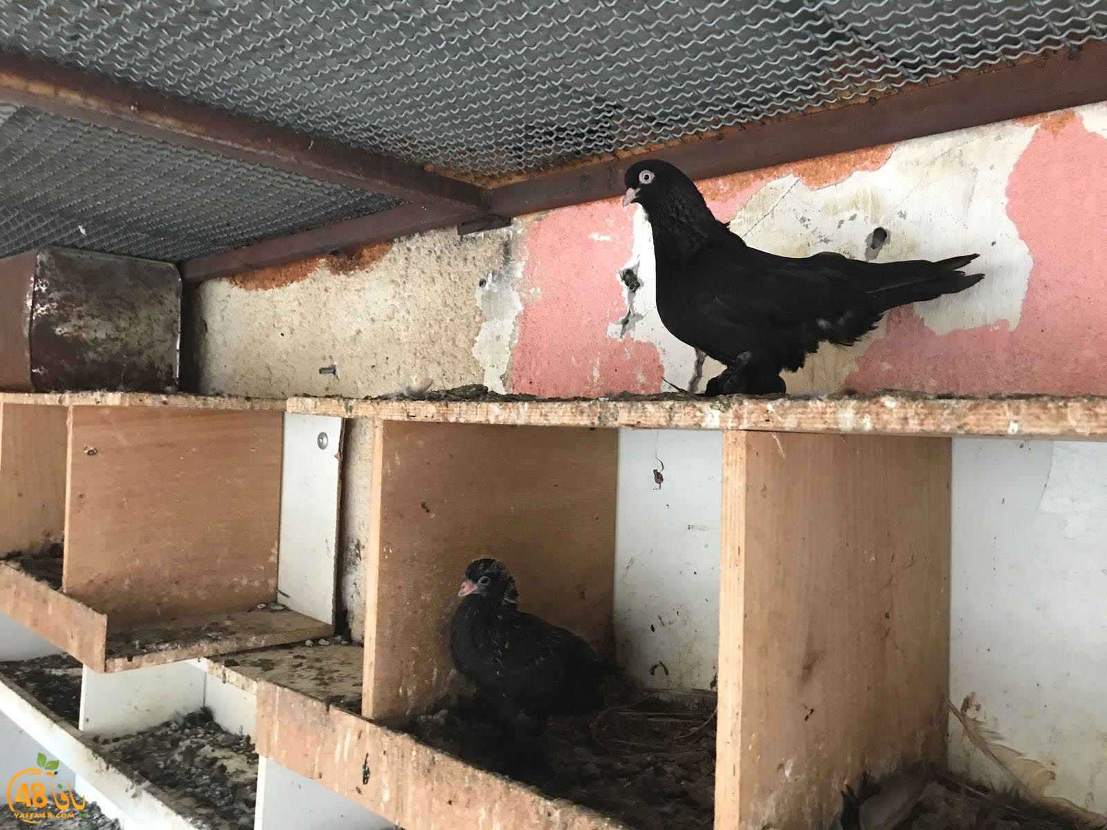 zohdi 3ashoor 7amam (29).jpg